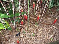 CairnsTC069 Centenary Lakes